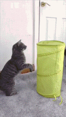 完美跳跃动物gif搞笑图片