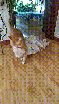 我不就说你胖的像猪一样嘛，至于离家出走动物gif搞笑图片