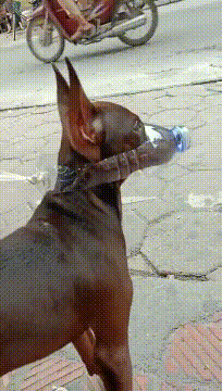 自从上次在街上乱叫，以后出门就这样了动物gif搞笑图片