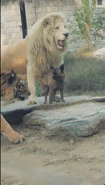 狗子：今天找了两好大哥看我们村的狗子还敢欺负我不动物gif搞笑图片