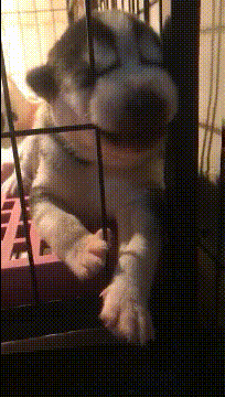 看来我家二哈是纯的动物gif搞笑图片