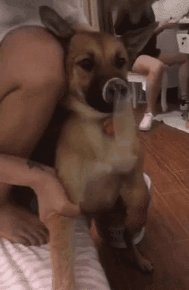 妹子，你这样玩狗，狗都怀疑狗生了动物gif搞笑图片