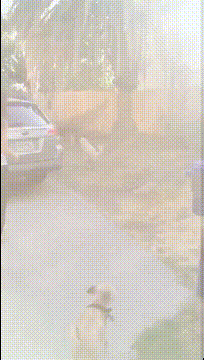 我家狗子是练了什么武功动物gif搞笑图片