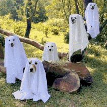 一群从沙特回来的狗动物gif搞笑图片