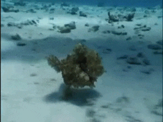 震惊，鱼竟然也有脚？动物gif搞笑图片