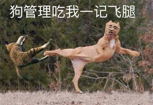 狗管理叫我一记飞腿斗图吧gif搞笑图片