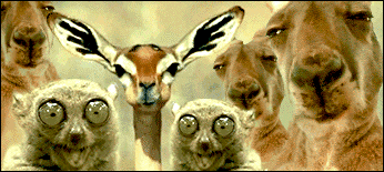 不明真相的围观群众斗图吧gif搞笑图片