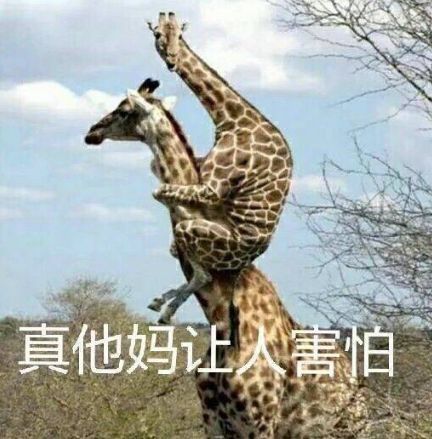真特么让人害怕斗图吧gif搞笑图片