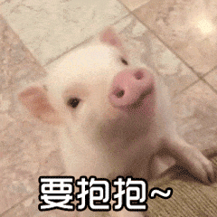 可爱小猪猪要抱抱动图表情包斗图吧gif搞笑图片