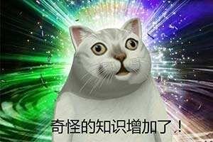 Mur猫奇怪的知识增加了斗图吧gif搞笑图片