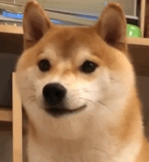 汪星人龇牙裂嘴凶别人斗图吧gif搞笑图片