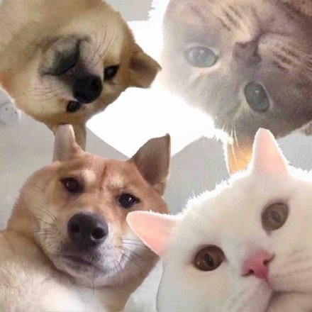 阿猫阿狗来叫你起床了斗图吧gif搞笑图片