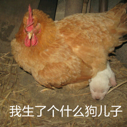 我生了个什么狗儿子斗图吧gif搞笑图片
