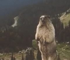 土拨鼠呐喊我很想你动图斗图吧gif搞笑图片