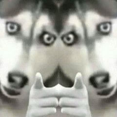 再看！你再看！狗子二哈用手指人左右双份警告斗图吧gif搞笑图片