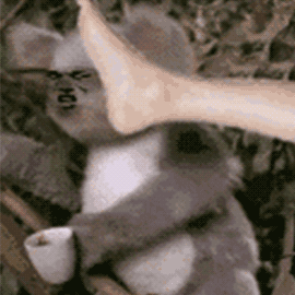 用脚踹喝咖啡的考拉的脸动图斗图吧gif搞笑图片