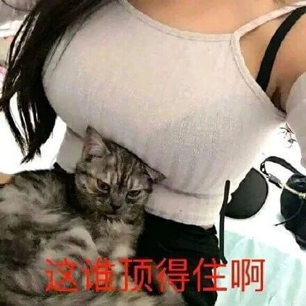 猫猫说这谁顶得住啊斗图吧gif搞笑图片
