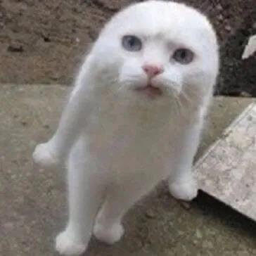 暴躁猫咪表情包斗图吧gif搞笑图片