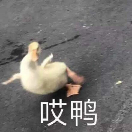 哎鸭，谐音哎呀鸭子表情斗图吧gif搞笑图片