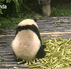 好气啊，大熊猫感到好气疯狂捶地gif动图斗图吧gif搞笑图片