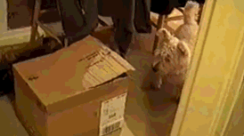 这货太损了，专门藏在这里吓人!恶搞gif搞笑图片