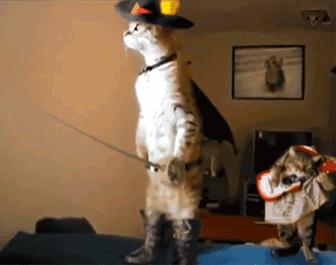 猫咪变豪侠出征的场景恶搞图恶搞gif搞笑图片