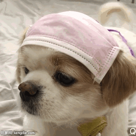 小狗狗头上口罩摇尾巴gif动态图片恶搞gif搞笑图片