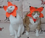 被女朋友硬拉去看她爱豆的演唱会恶搞gif搞笑图片