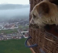 狗生的巅峰时刻恶搞gif搞笑图片