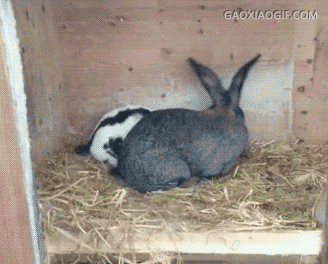 黄金三秒钟恶搞gif搞笑图片