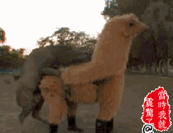 牛：卧槽怎么成两截了恶搞gif搞笑图片