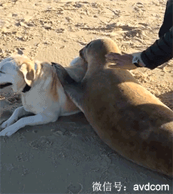 陆狗你好，我是海狗，你看看我恶搞gif搞笑图片