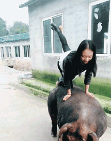 妹子真调皮，敢骑猪背上耍杂技恶搞gif搞笑图片