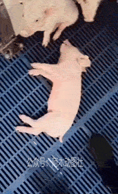 我有你睡觉的图片，像头死猪恶搞gif搞笑图片