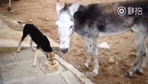 要么你给我吃，要么我给你一脚恶搞gif搞笑图片