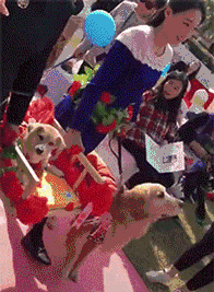 这只狗子从此走向人生巅峰恶搞gif搞笑图片