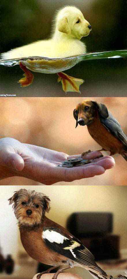 动物换身体恶搞ps图片恶搞gif搞笑图片