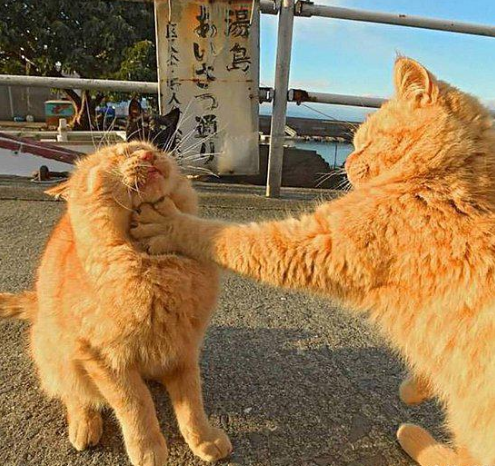 猫动物打架恶搞图片恶搞gif搞笑图片