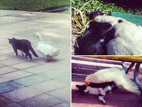 猫鸭子动物可爱搞笑图片恶搞gif搞笑图片