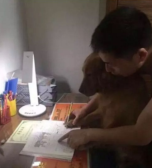 教狗宠物写字恶搞图片恶搞gif搞笑图片