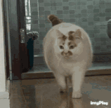 猫萌宠动物ps恶搞gif动态图恶搞gif搞笑图片