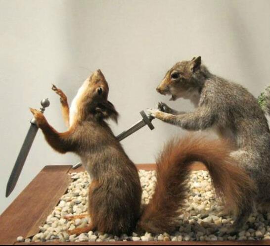 仓鼠动物ps恶搞图片恶搞gif搞笑图片