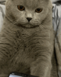 猫动物萌宠剃须刀恶搞gif动态表情包恶搞gif搞笑图片