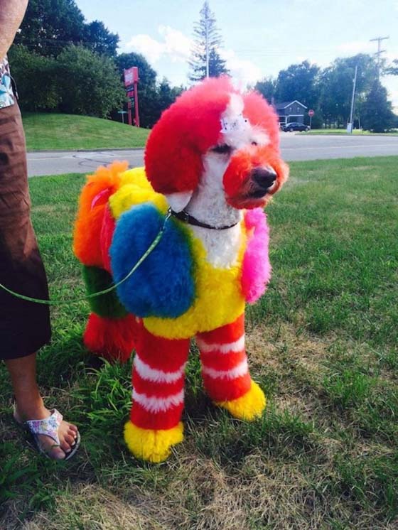 贵宾染毛主人恶搞动物图片恶搞gif搞笑图片