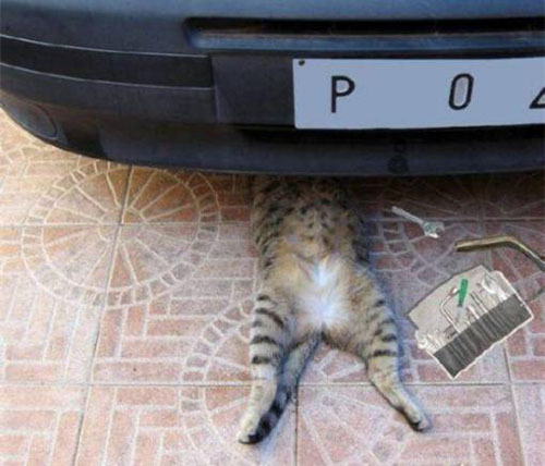 猫汽车修理工动物可爱恶搞图片恶搞gif搞笑图片