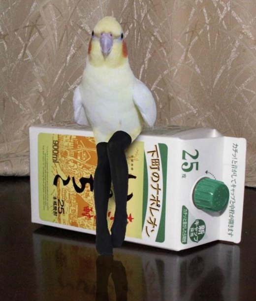 鸟穿丝袜主人恶搞动物图片恶搞gif搞笑图片