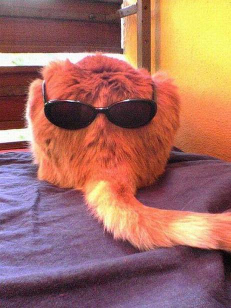 猫戴墨镜动物恶搞图片恶搞gif搞笑图片