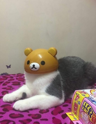 猫动物戴头套恶搞图片恶搞gif搞笑图片