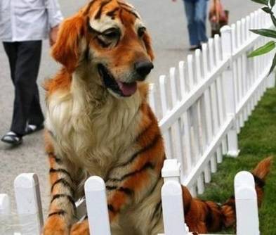 金毛恶搞染毛老虎可爱搞笑图片恶搞gif搞笑图片