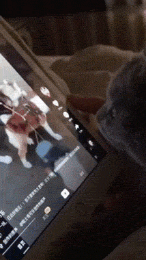 恶搞猫动物刷看抖音搞笑动态图恶搞gif搞笑图片